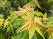 - Acer palmatum 'Mikawa yatsubusa Seedling' Dwarf Japanese Maple - Mr Maple │ Buy Japanese Maple Trees