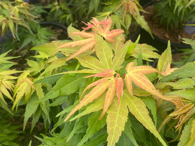 - Acer palmatum 'Mikawa yatsubusa Seedling' Dwarf Japanese Maple - Mr Maple │ Buy Japanese Maple Trees