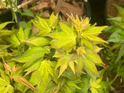 - Acer palmatum 'Mikawa yatsubusa Seedling' Dwarf Japanese Maple - Mr Maple │ Buy Japanese Maple Trees