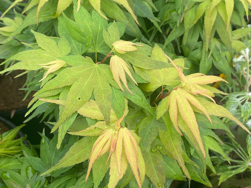 - Acer palmatum 'Mikawa yatsubusa Seedling' Dwarf Japanese Maple - Mr Maple │ Buy Japanese Maple Trees