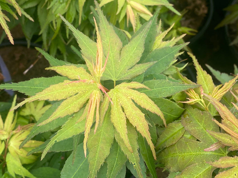 - Acer palmatum 'Mikawa yatsubusa Seedling' Dwarf Japanese Maple - Mr Maple │ Buy Japanese Maple Trees