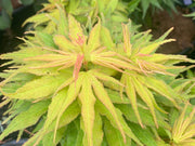 - Acer palmatum 'Mikawa yatsubusa Seedling' Dwarf Japanese Maple - Mr Maple │ Buy Japanese Maple Trees