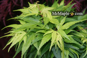 - Acer palmatum 'Mikawa yatsubusa Seedling' Dwarf Japanese Maple - Mr Maple │ Buy Japanese Maple Trees