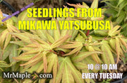 - Acer palmatum 'Mikawa yatsubusa Seedling' Dwarf Japanese Maple - Mr Maple │ Buy Japanese Maple Trees