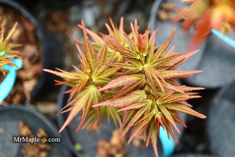 - Acer palmatum 'Mikawa yatsubusa Seedling' Dwarf Japanese Maple - Mr Maple │ Buy Japanese Maple Trees