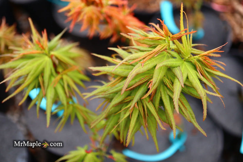 - Acer palmatum 'Mikawa yatsubusa Seedling' Dwarf Japanese Maple - Mr Maple │ Buy Japanese Maple Trees