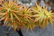 - Acer palmatum 'Mikawa yatsubusa Seedling' Dwarf Japanese Maple - Mr Maple │ Buy Japanese Maple Trees