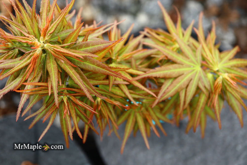 - Acer palmatum 'Mikawa yatsubusa Seedling' Dwarf Japanese Maple - Mr Maple │ Buy Japanese Maple Trees