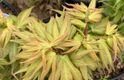 - Acer palmatum 'Mikawa yatsubusa Seedling Grafted' Japanese Maple - Mr Maple │ Buy Japanese Maple Trees