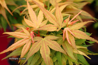 - Acer palmatum 'Mikawa yatsubusa Seedlings' - Spring Color - Mr Maple │ Buy Japanese Maple Trees