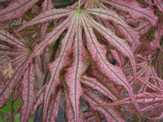 - Acer palmatum 'Mikazuki' Japanese Maple - Mr Maple │ Buy Japanese Maple Trees