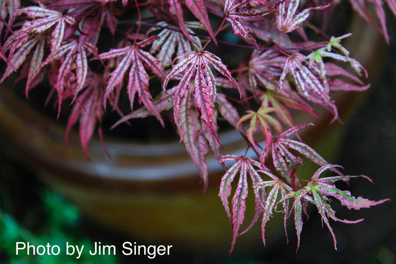 - Acer palmatum 'Mikazuki' Japanese Maple - Mr Maple │ Buy Japanese Maple Trees