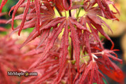 - Acer palmatum 'Mikazuki' Japanese Maple - Mr Maple │ Buy Japanese Maple Trees