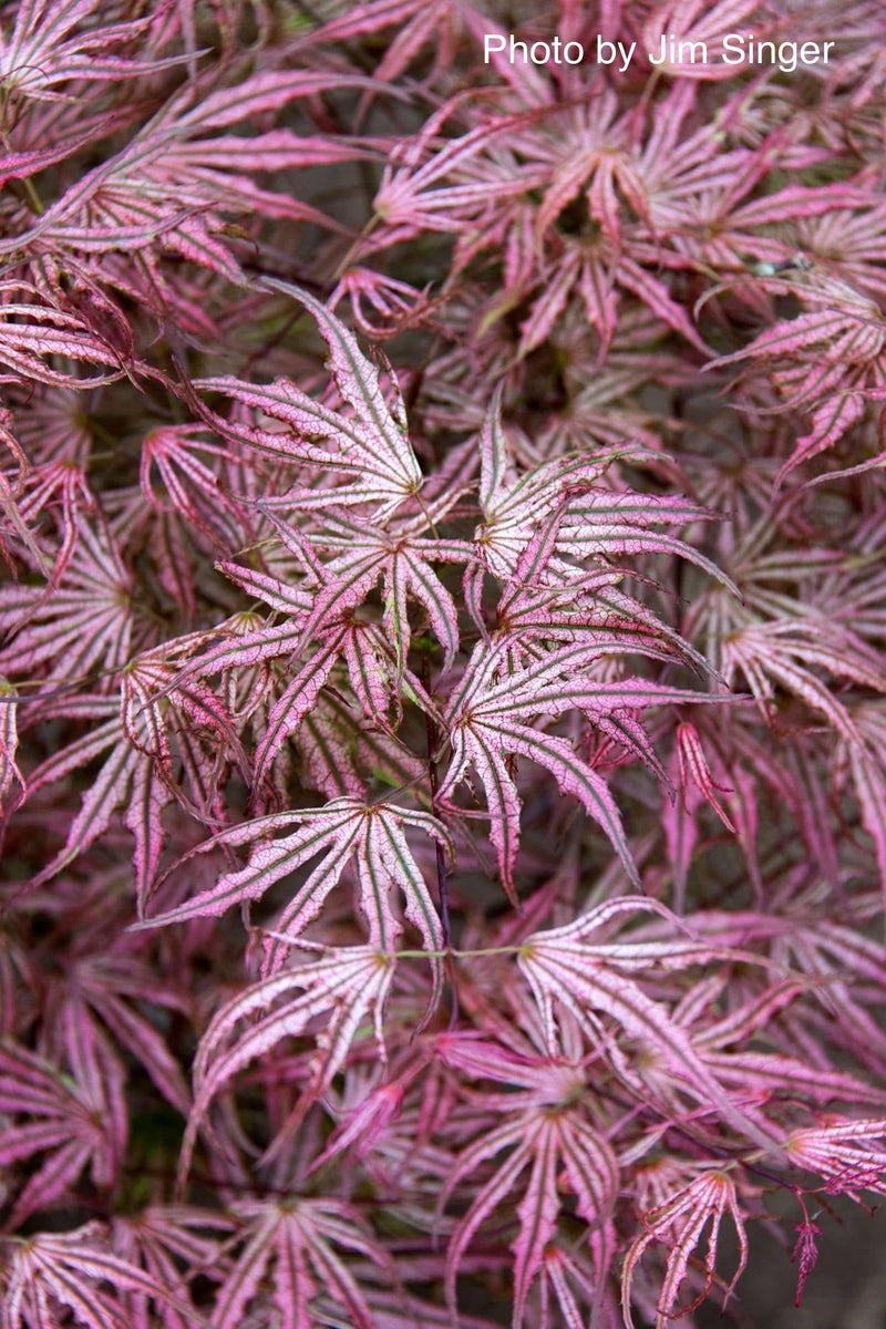 - Acer palmatum 'Mikazuki' Japanese Maple - Mr Maple │ Buy Japanese Maple Trees