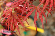 - Acer palmatum 'Mikazuki' Japanese Maple - Mr Maple │ Buy Japanese Maple Trees