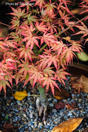 - Acer palmatum 'Mikazuki' Japanese Maple - Mr Maple │ Buy Japanese Maple Trees