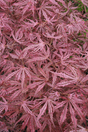 - Acer palmatum 'Mikazuki' Japanese Maple - Mr Maple │ Buy Japanese Maple Trees