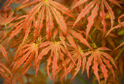 - Acer palmatum 'Mikazuki' Japanese Maple - Mr Maple │ Buy Japanese Maple Trees
