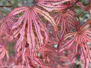 - Acer palmatum 'Mikazuki' Japanese Maple - Mr Maple │ Buy Japanese Maple Trees