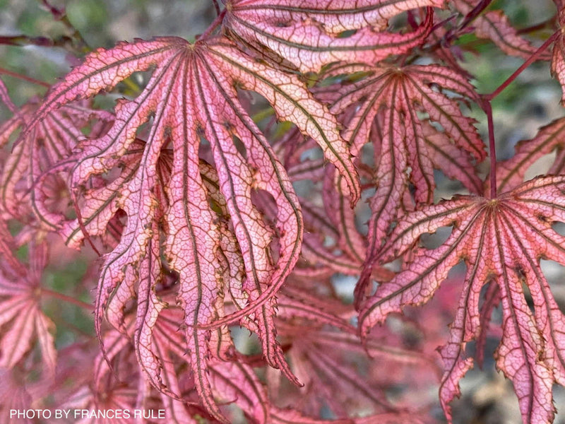 - Acer palmatum 'Mikazuki' Japanese Maple - Mr Maple │ Buy Japanese Maple Trees