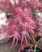 - Acer palmatum 'Mikazuki' Japanese Maple - Mr Maple │ Buy Japanese Maple Trees