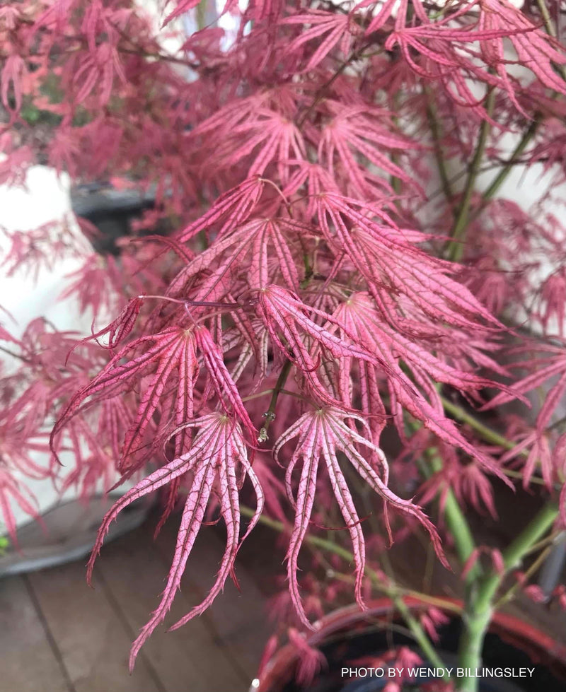 - Acer palmatum 'Mikazuki' Japanese Maple - Mr Maple │ Buy Japanese Maple Trees