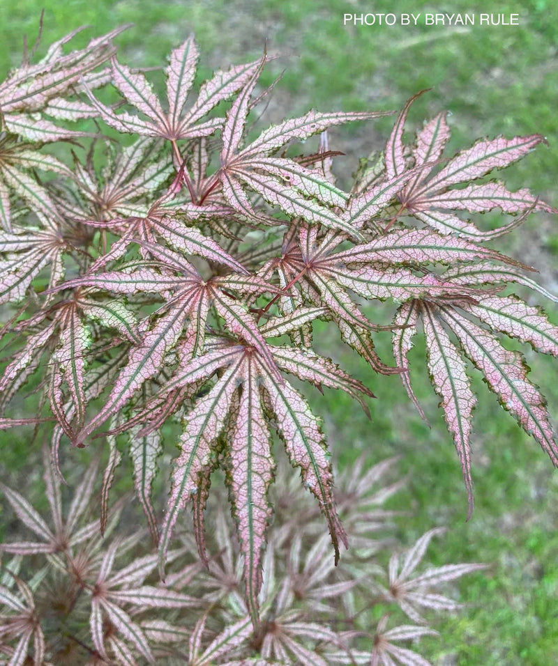 - Acer palmatum 'Mikazuki' Japanese Maple - Mr Maple │ Buy Japanese Maple Trees