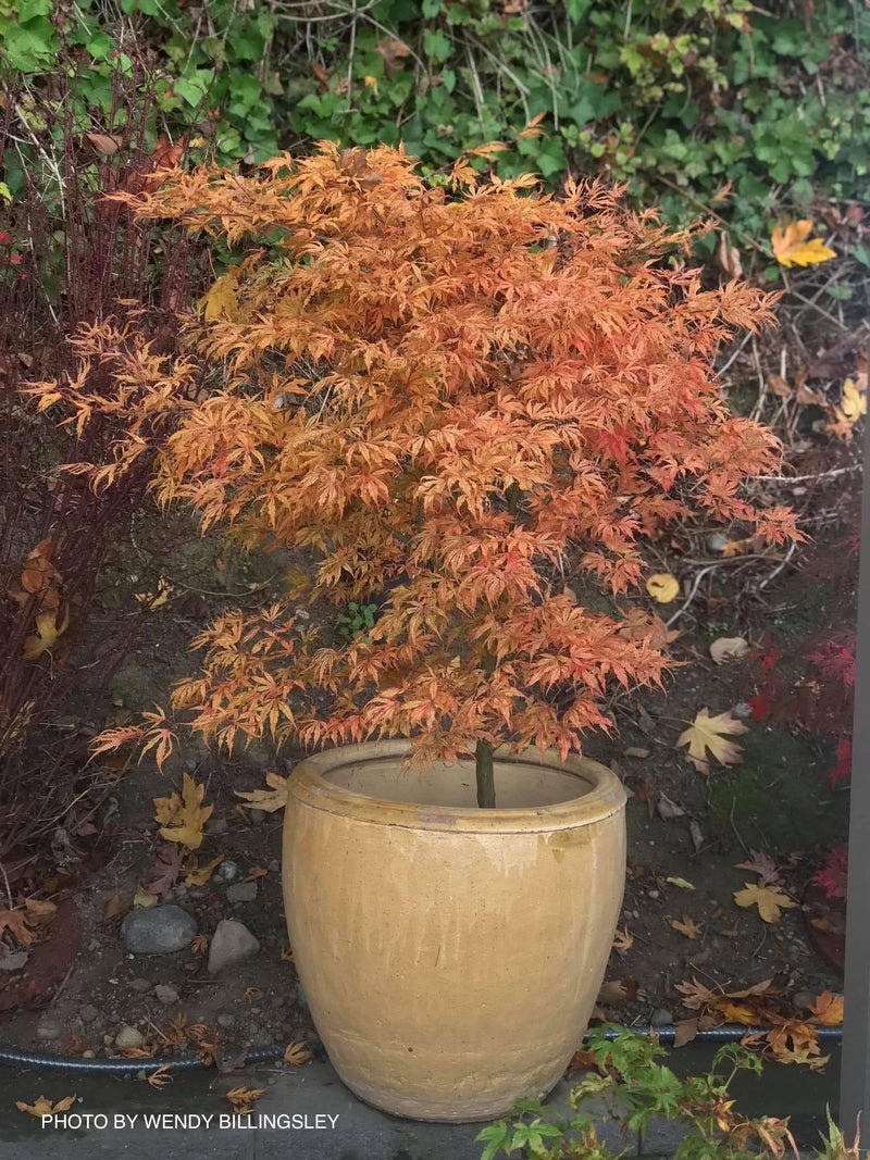 - Acer palmatum 'Mikazuki' Japanese Maple - Mr Maple │ Buy Japanese Maple Trees