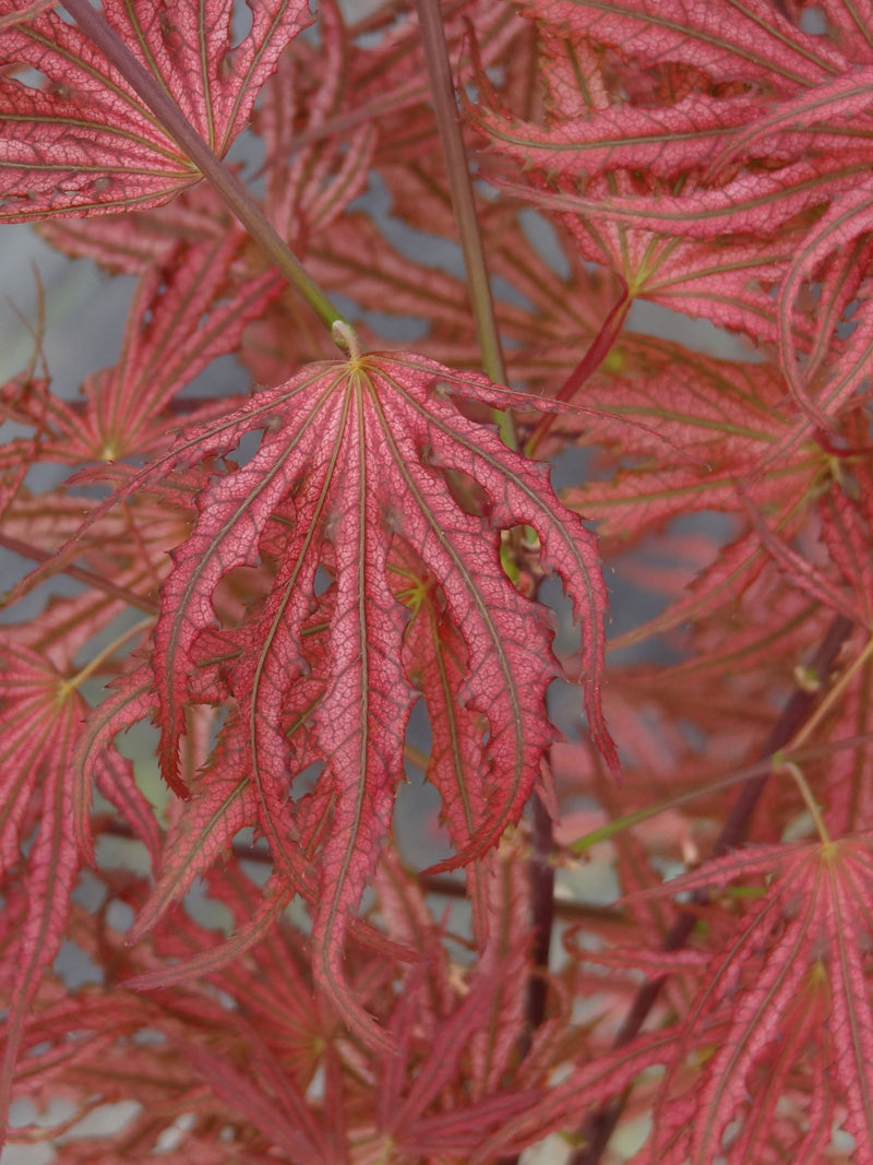 - Acer palmatum 'Mikazuki' Japanese Maple - Mr Maple │ Buy Japanese Maple Trees