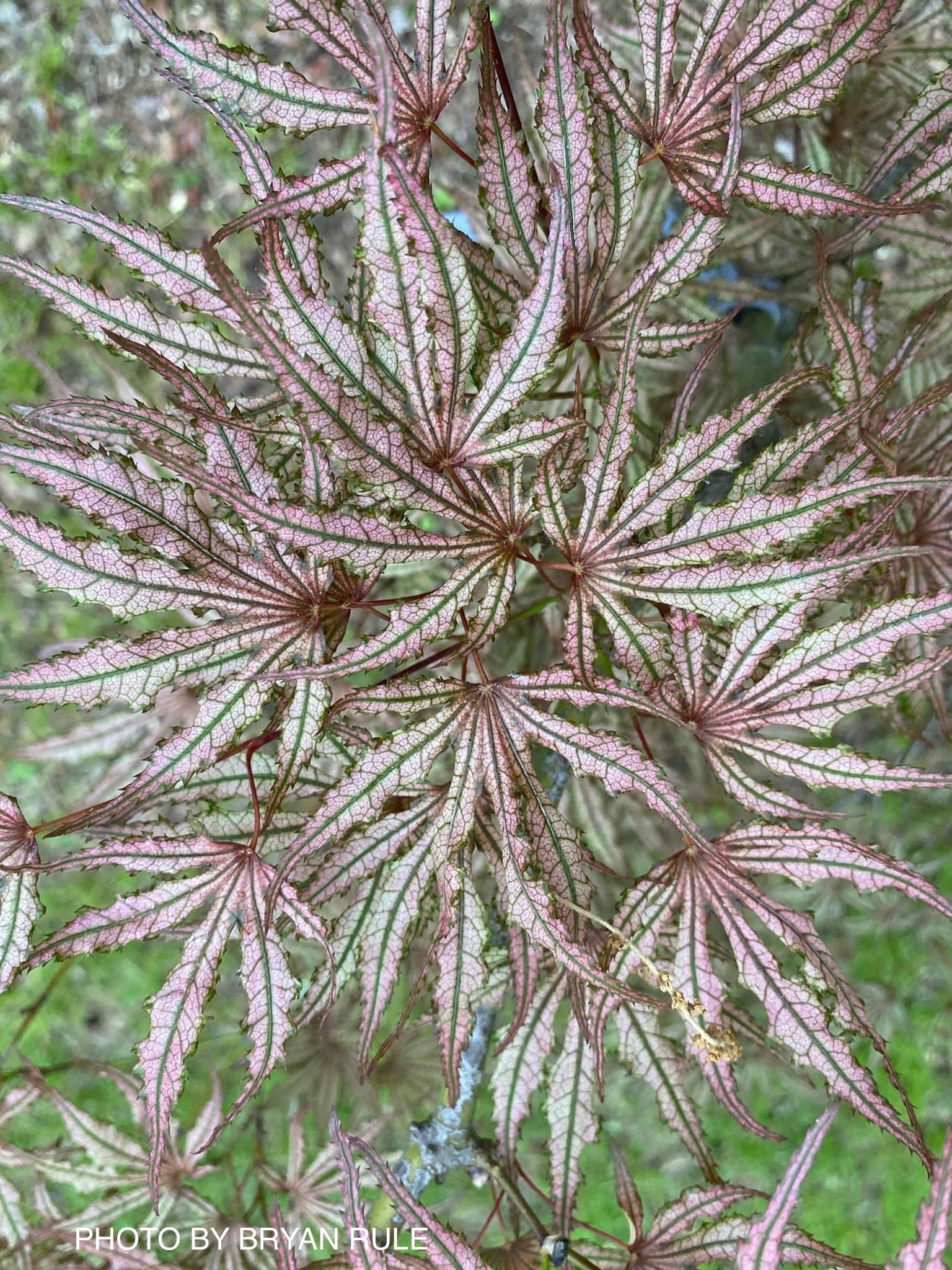 Buy Acer palmatum 'Mikazuki' Japanese Maple — Mr Maple │ Buy
