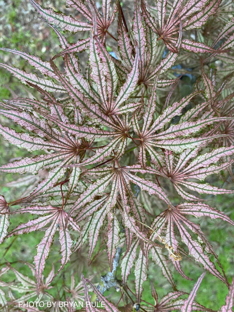 - Acer palmatum 'Mikazuki' Japanese Maple - Mr Maple │ Buy Japanese Maple Trees
