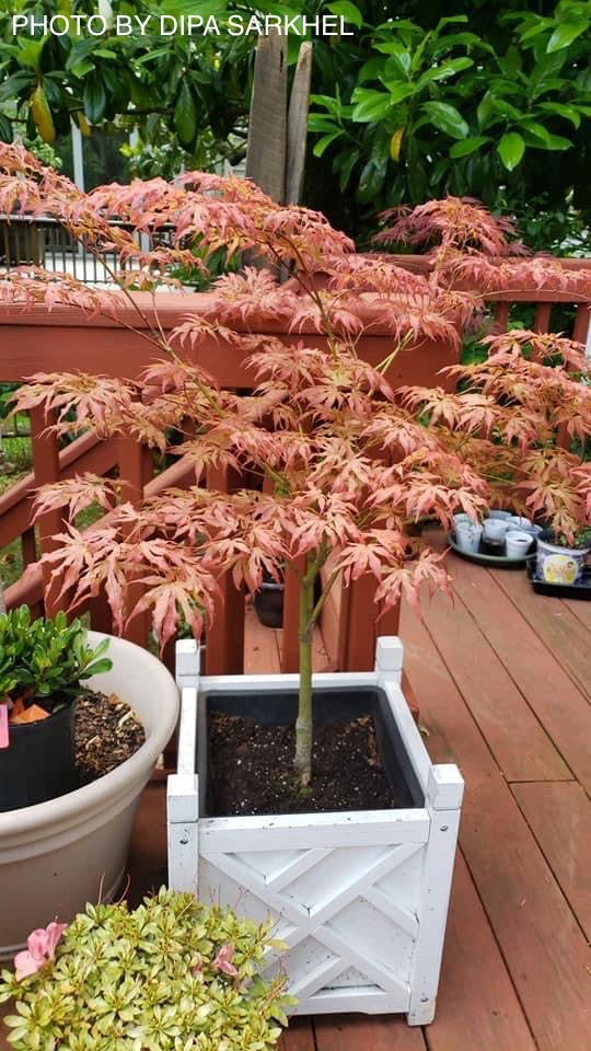 - Acer palmatum 'Mikazuki' Japanese Maple - Mr Maple │ Buy Japanese Maple Trees