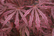 - Acer palmatum 'Mikazuki' Japanese Maple - Mr Maple │ Buy Japanese Maple Trees