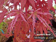 - Acer palmatum 'Mikazuki' Japanese Maple - Mr Maple │ Buy Japanese Maple Trees