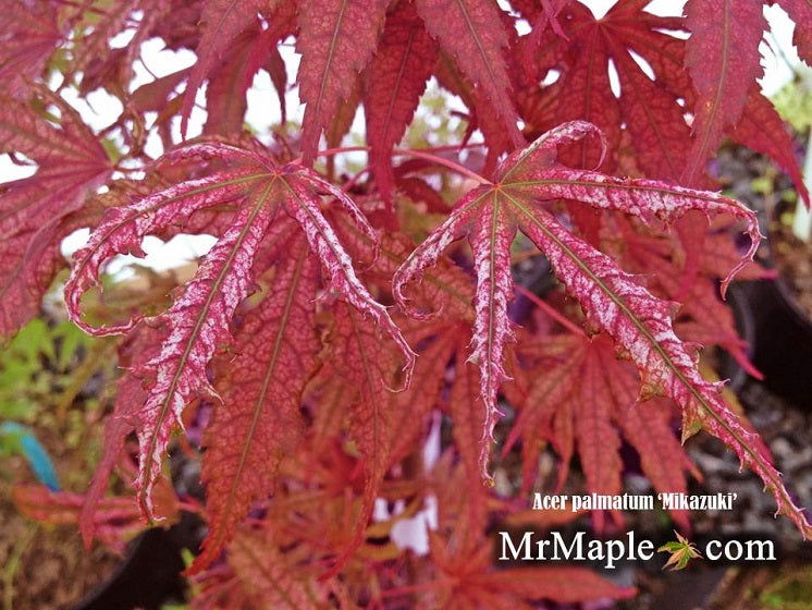 - Acer palmatum 'Mikazuki' Japanese Maple - Mr Maple │ Buy Japanese Maple Trees