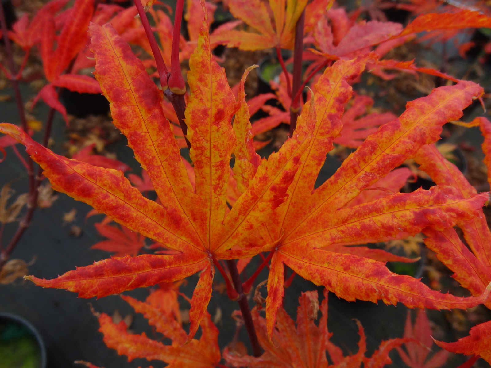 Buy Acer palmatum 'Mikazuki' Japanese Maple — Mr Maple │ Buy