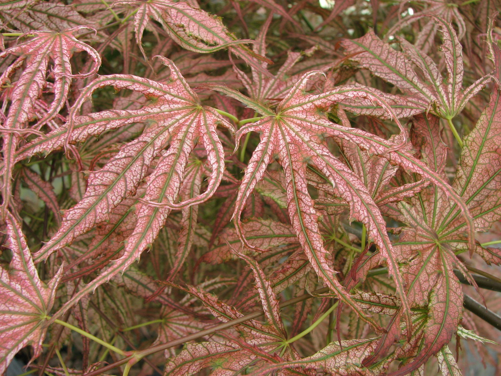 Buy Acer palmatum 'Mikazuki' Japanese Maple — Mr Maple │ Buy
