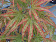 - Acer palmatum 'Mikazuki' Japanese Maple - Mr Maple │ Buy Japanese Maple Trees