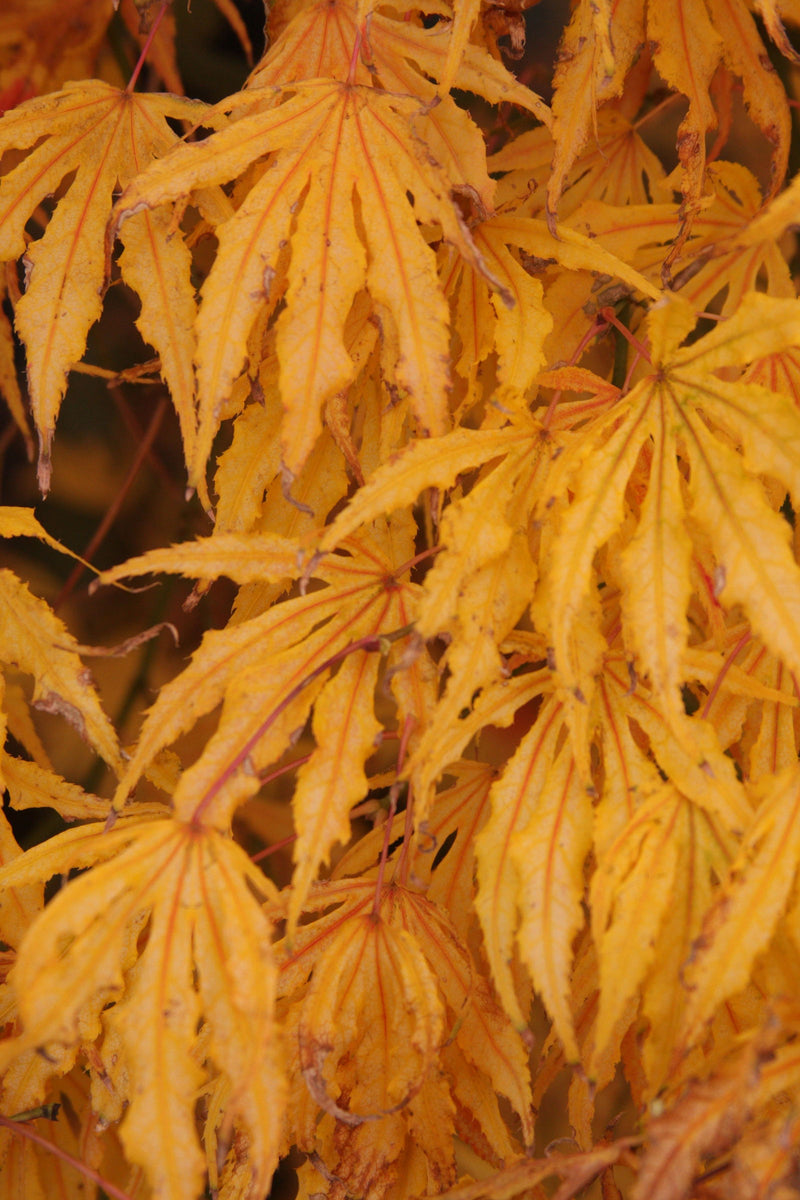 - Acer palmatum 'Mikazuki' Japanese Maple - Mr Maple │ Buy Japanese Maple Trees
