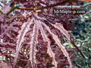 - Acer palmatum 'Mikazuki' Japanese Maple - Mr Maple │ Buy Japanese Maple Trees