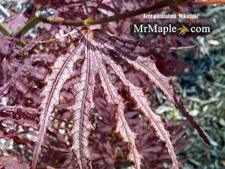 - Acer palmatum 'Mikazuki' Japanese Maple - Mr Maple │ Buy Japanese Maple Trees