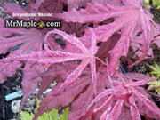 - Acer palmatum 'Mikazuki' Japanese Maple - Mr Maple │ Buy Japanese Maple Trees