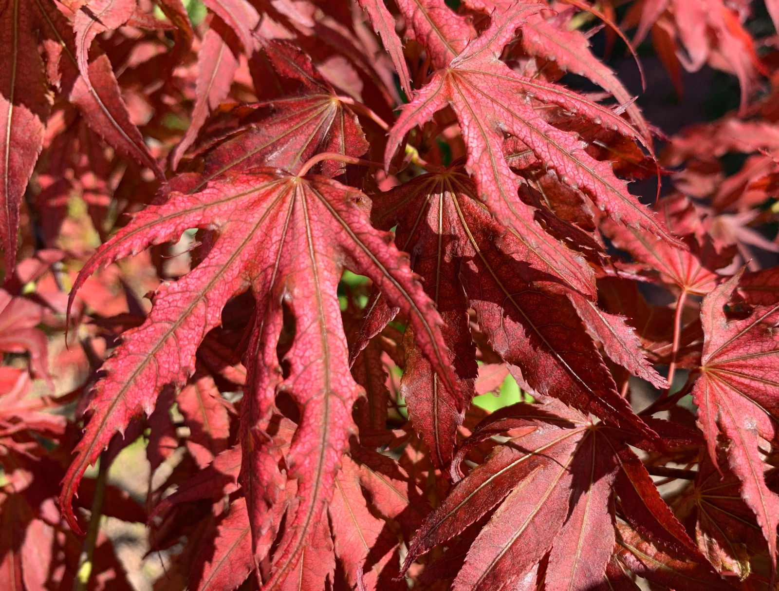Buy Acer palmatum 'Mikazuki' Japanese Maple — Mr Maple │ Buy