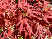 - Acer palmatum 'Mikazuki' Japanese Maple - Mr Maple │ Buy Japanese Maple Trees