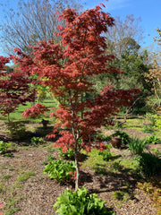 - Acer palmatum 'Mikazuki' Japanese Maple - Mr Maple │ Buy Japanese Maple Trees