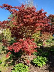 - Acer palmatum 'Mikazuki' Japanese Maple - Mr Maple │ Buy Japanese Maple Trees