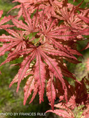 - Acer palmatum 'Mikazuki' Japanese Maple - Mr Maple │ Buy Japanese Maple Trees