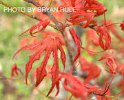 - Acer palmatum 'Mikazuki' Japanese Maple - Mr Maple │ Buy Japanese Maple Trees
