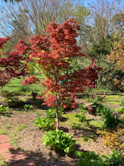 - Acer palmatum 'Mikazuki' Japanese Maple - Mr Maple │ Buy Japanese Maple Trees