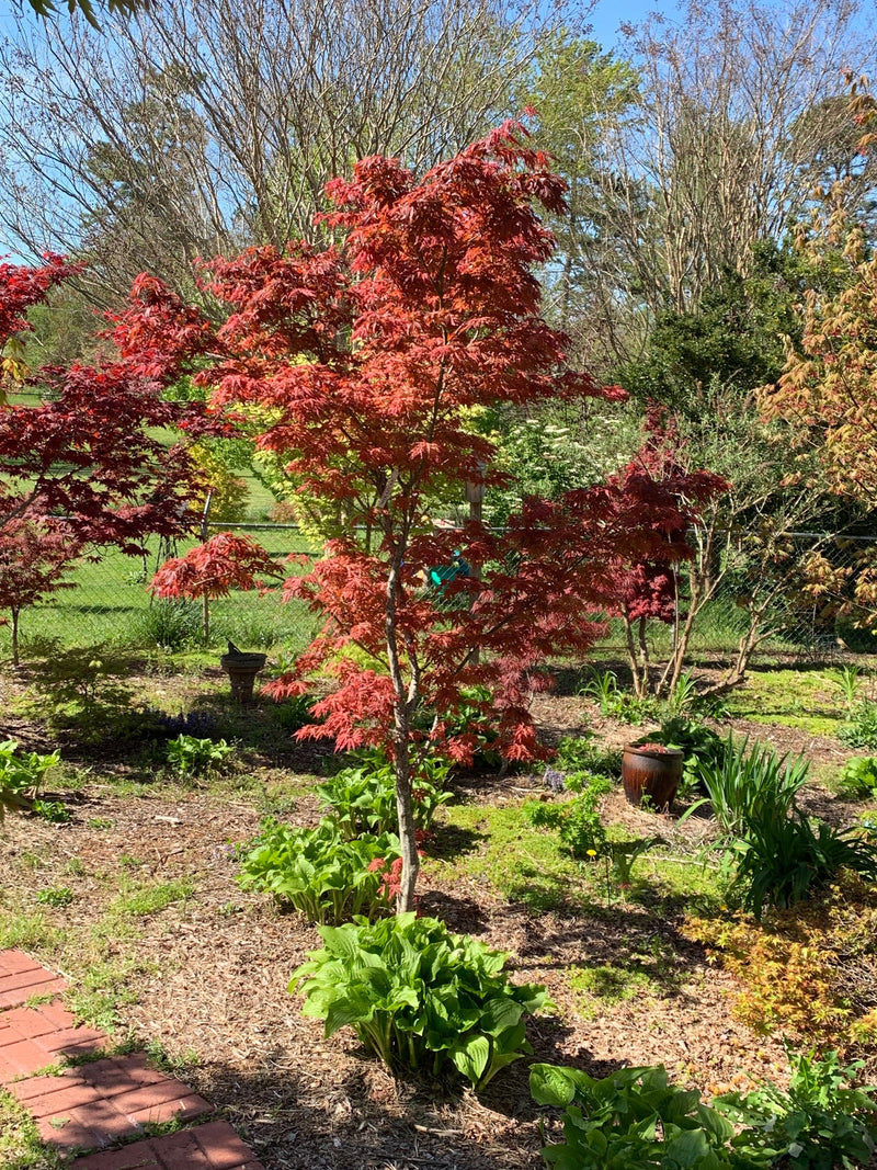 - Acer palmatum 'Mikazuki' Japanese Maple - Mr Maple │ Buy Japanese Maple Trees
